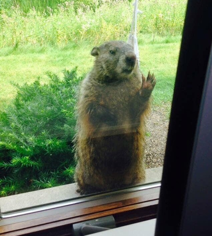 18 Animals Who Mastered the Ability to Be Demanding