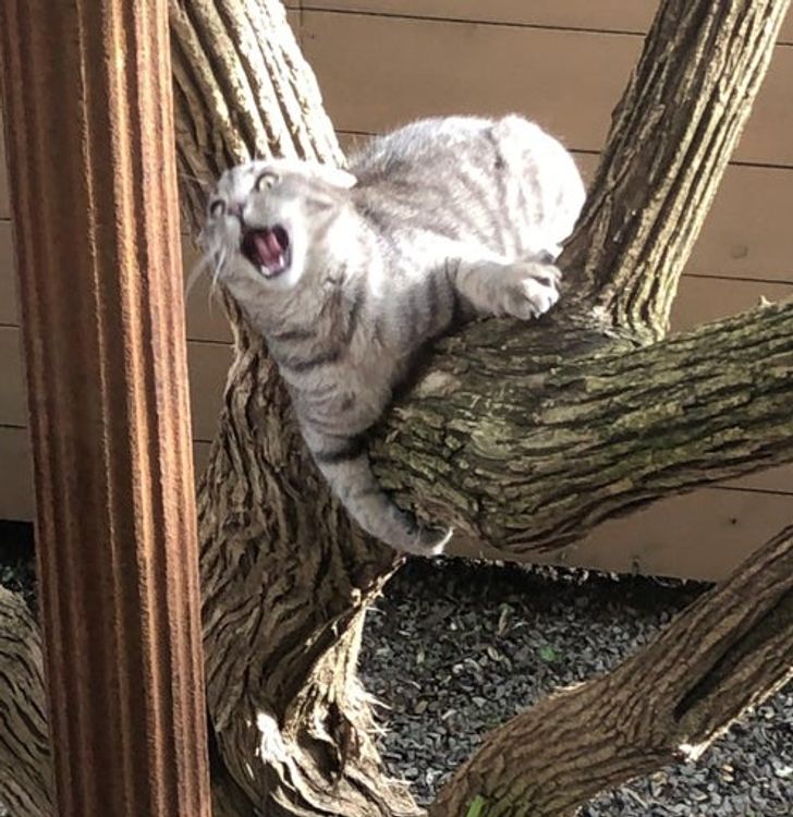 15 Times Animals Were Caught Being Super Dramatic