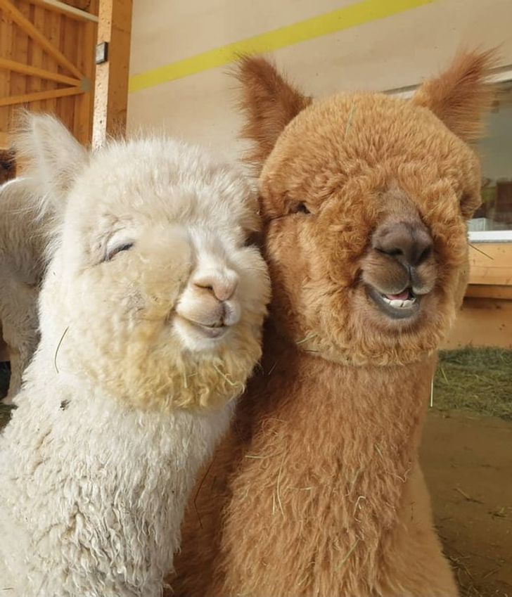 30+ Happy Alpacas That Are Sweeter Than Baby Yoda
