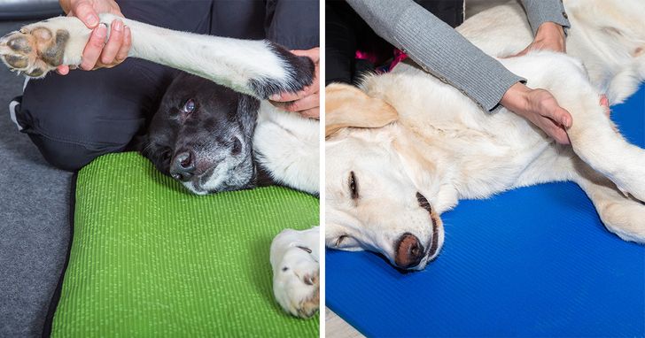 8 Areas Of Your Dog That Are Crucial To Massage Your Dog Will Thank You