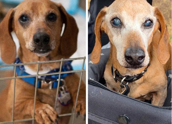 20+ Pictures of Dogs Showing That Love Has No Age Limit