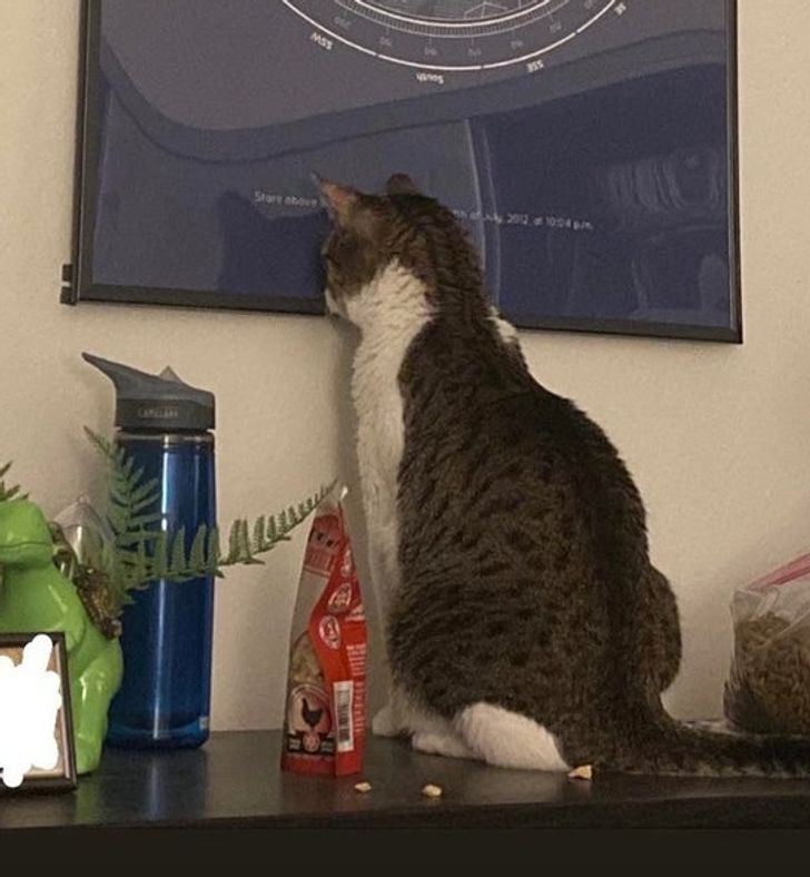 20 Cats That Demand All Your Attention Right Now / Bright Side