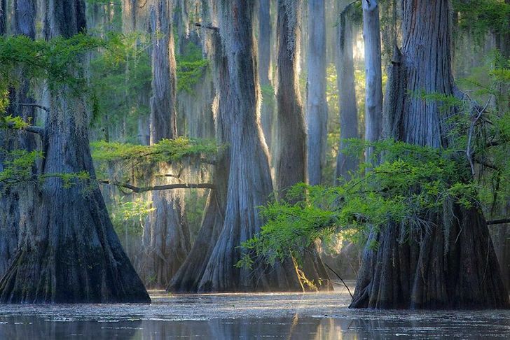 The 15 Most Beautiful Trees in the World