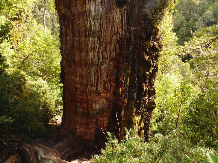 Gran Abuelo, Alerce Costero National Park, Chile