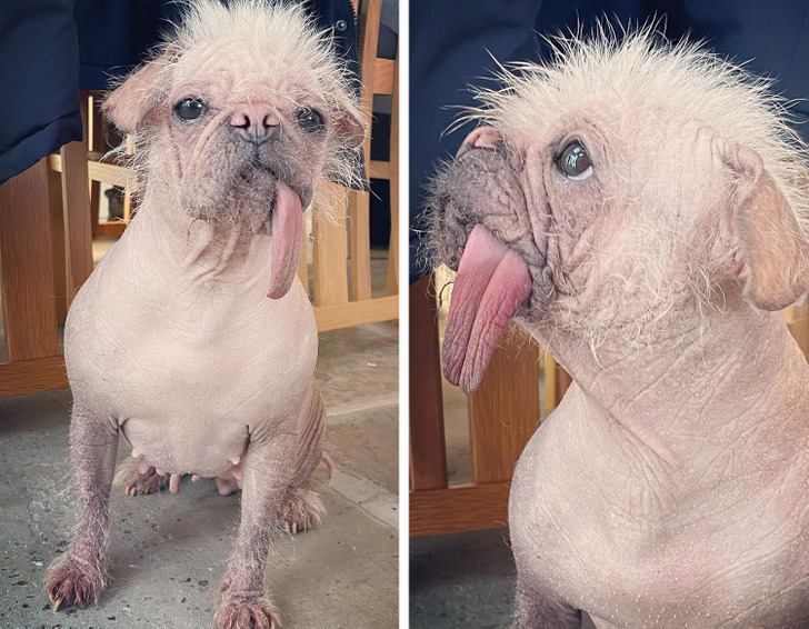 Meet Peggy, the Dog Who Was Crowned UK’s Most Unattractive Pooch, but We Think She’s a Cutie