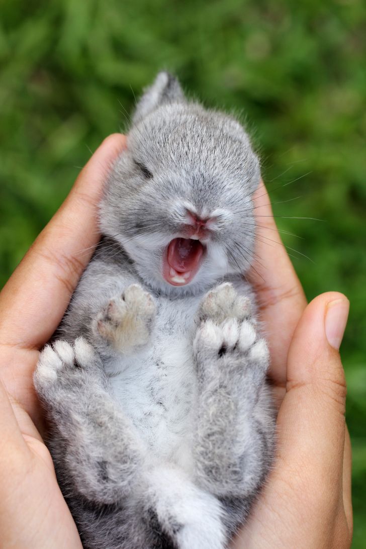 31 Cute Baby Animals That Can Melt Even a Snow Queen's Heart