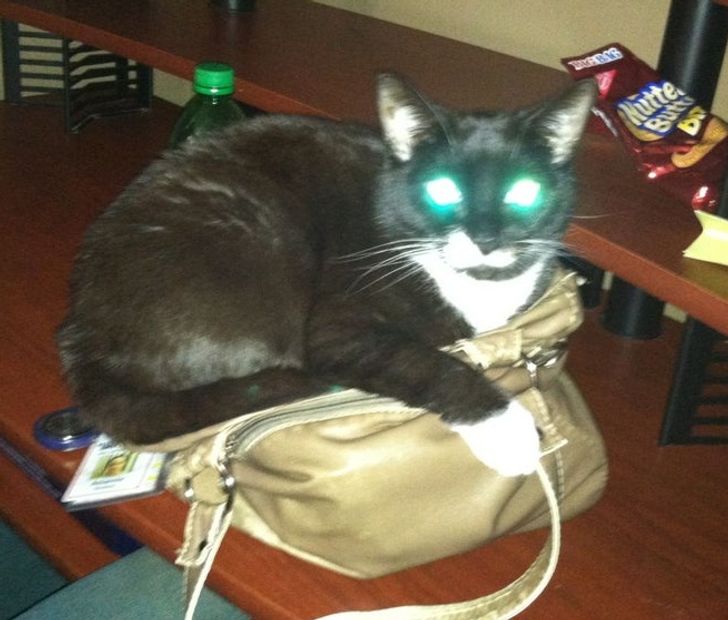17 Naughty Cats From the Dark Side That Almost Made Us Call an Exorcist
