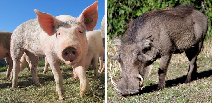 How 11 Animals Have Changed Over Time