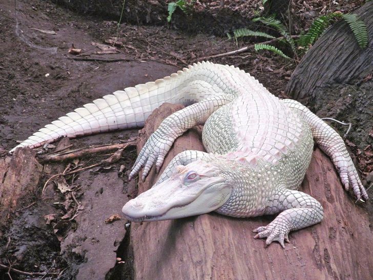 Albino Alligator -  Sweden