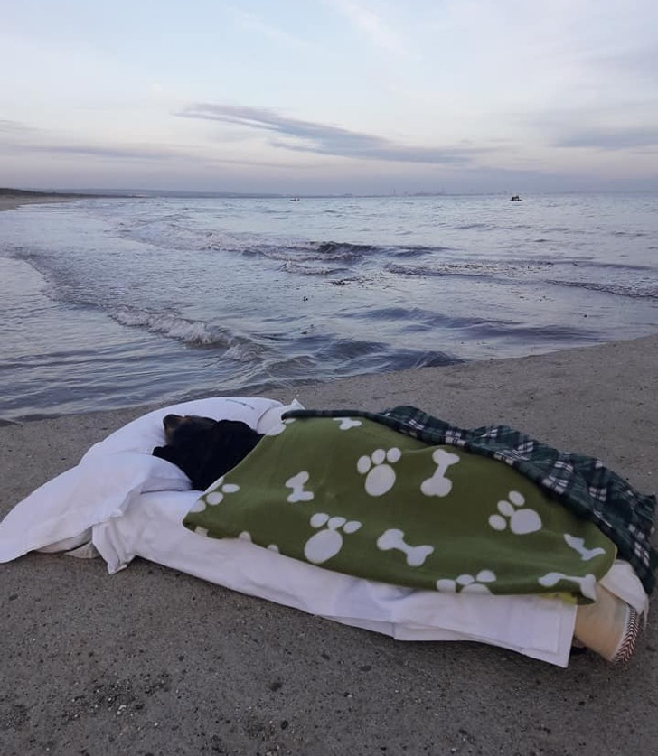 A dog lying down on a mattress and pillow on the beach sand, looking at the water.