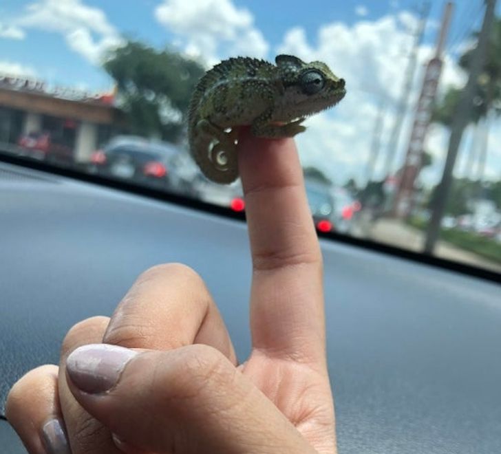 20 Cute Animals That Are So Tiny They Could Cuddle in the Palm of Your Hand