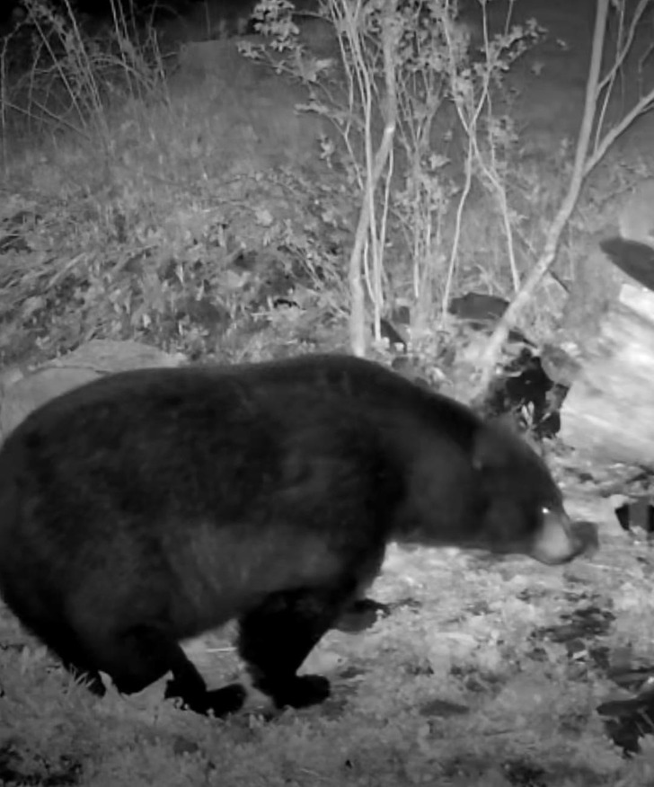 A Security Camera Alert Showed a New 600-Pound “Pet” in a Western Massachusetts Yard
