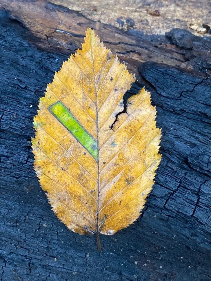 20 Times Nature Has Destroyed Its Own Templates