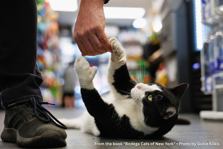 A Bodega Cat With Paws Like Catcher’s Mitts Grips the Counter When Customers Reach Down to Pet Him
