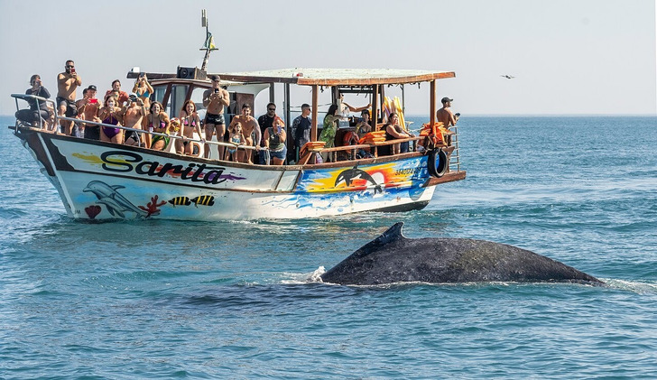 A humpback whale beside a tour boat off Arraial do Cabo, Brazil
