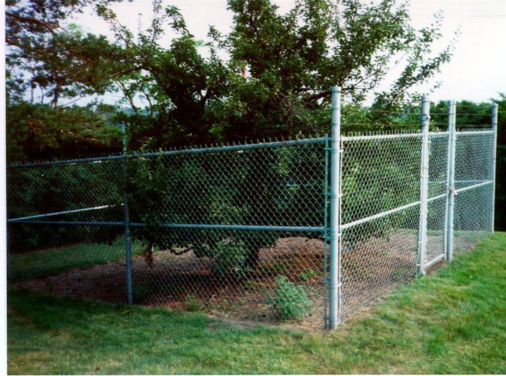 The Endecott pear tree, July 1997