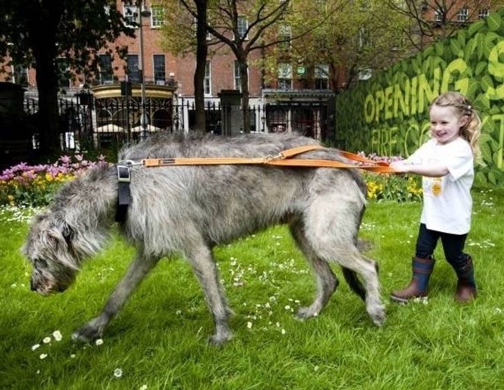 razas grandes irish wolfhound