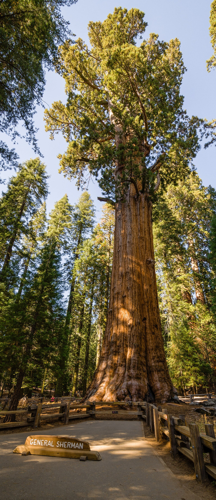 General Sherman, Sequoia National Park