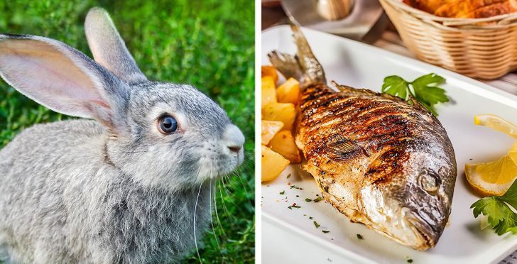 Bulgaria: Don’t eat rabbit meat or fish