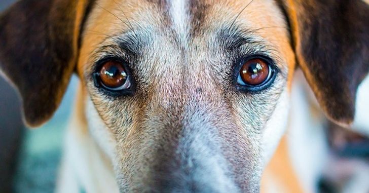 Science Confirms That Dogs Can Recognize a Bad Person