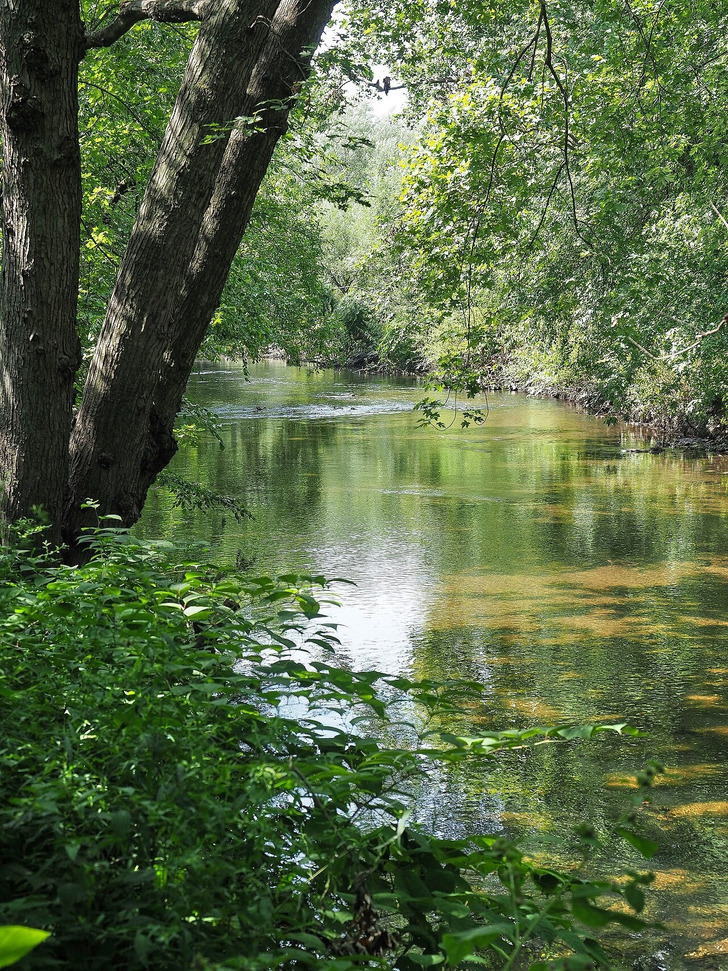 The Bronx River from Shoelace Park