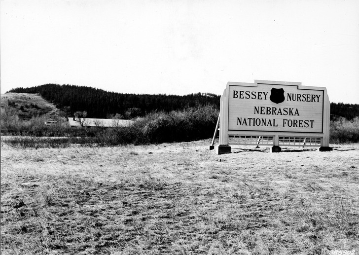 1939: the Bessey Nursery sign and its 1903 pine plantation