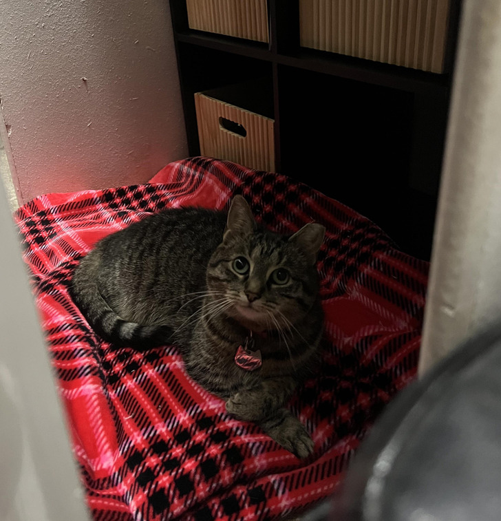 Ash, the Closet Shelf and an Old Blanket