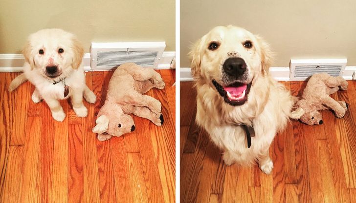 20+ People Who Realized That Their Pets Would Grow Up, but Life Still Managed to Surprise Them
