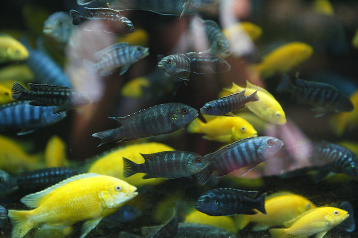 The Fish Museum, Formerly Known as the Aquarium