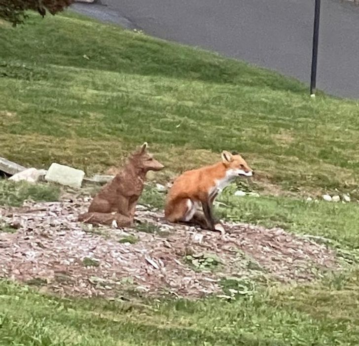Лиса во дворе. Лиса и статуя лисы. Fox Statue.