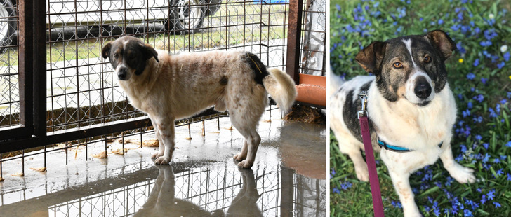 A 9-Year-Old Shelter Dog Who Learned to Use Those Eyes to Get Treats