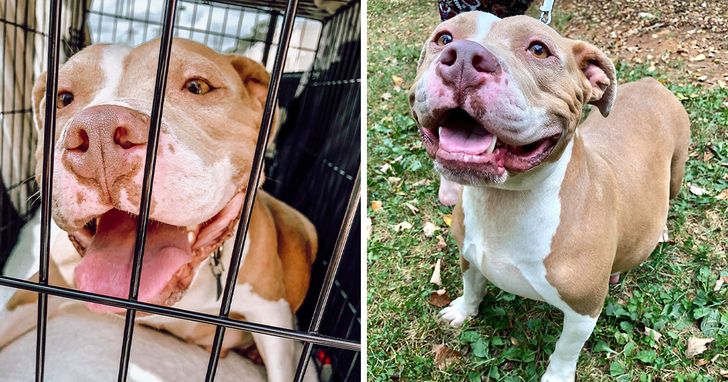 A Rescued Pitt Bull Gets a Maternity Photoshoot, and She’s Just Beaming ...