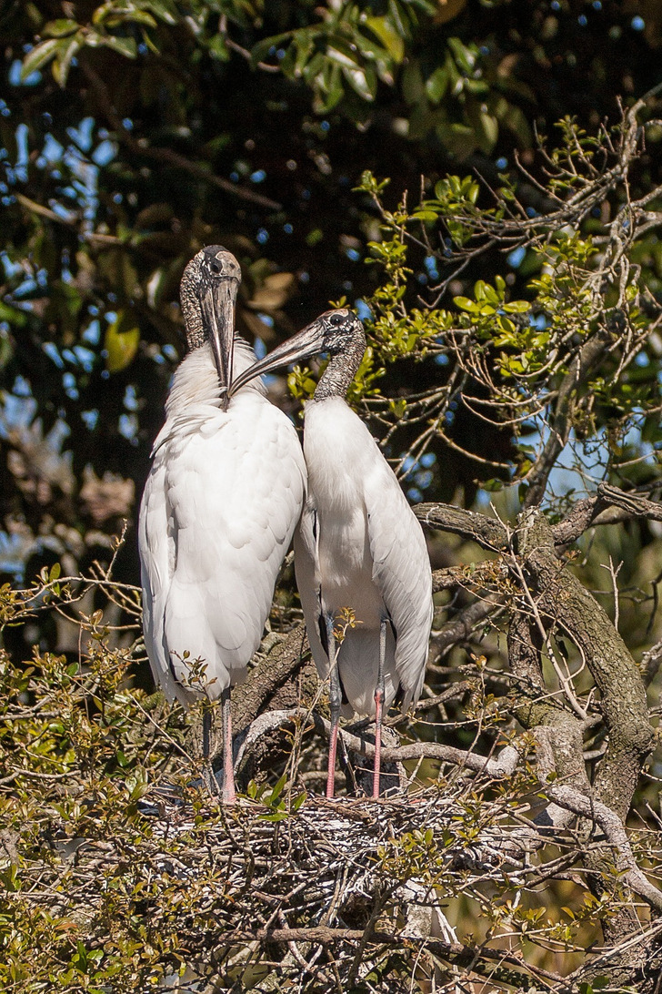 A pair of wood storks at their nest (not this swamp)