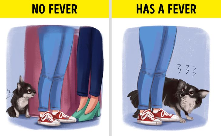 Does My Dog Have a Fever? How To Tell and What To Do