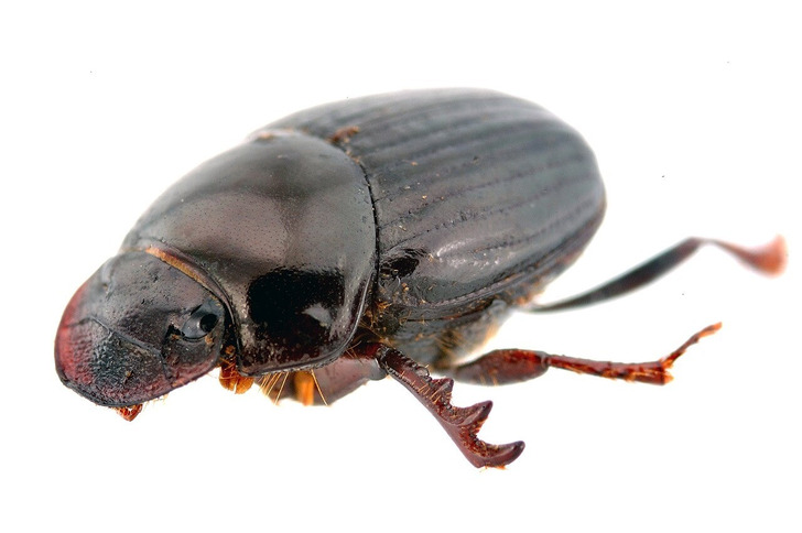 A dung beetle, Onthophagus parvus