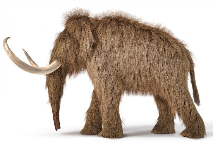 10 Extinct Animals That Scientists Want to Bring Back to Life