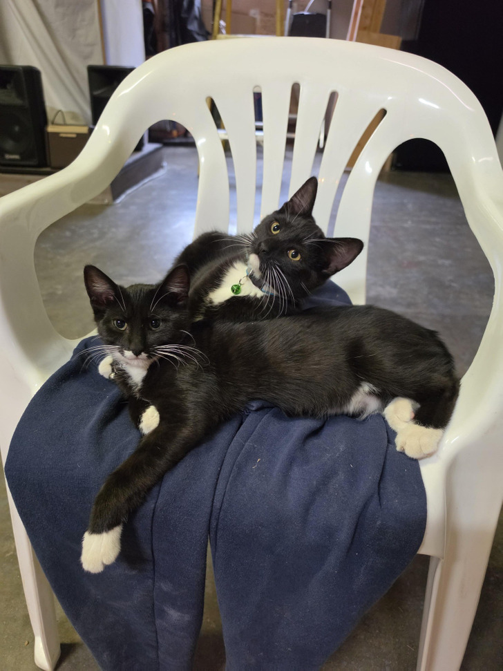 Two Black Cats Named Jam and Toast