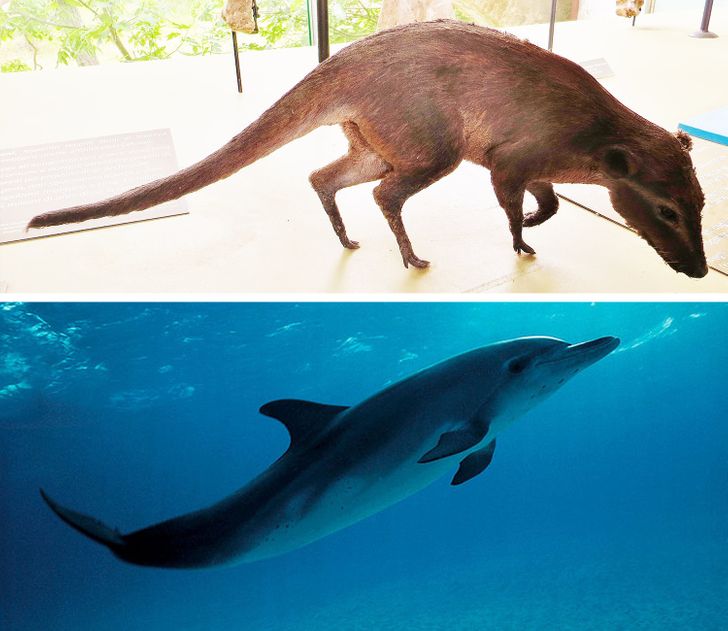 How 11 Animals Have Changed Over Time TheInfoTimes