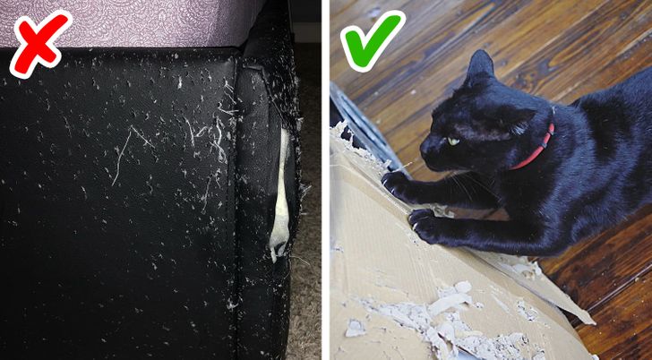 7 Life Hacks Cat Owners Will Love - Vetstreet