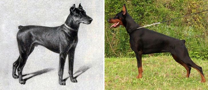 How Dog Breeds Have Changed Over the Last 100 Years