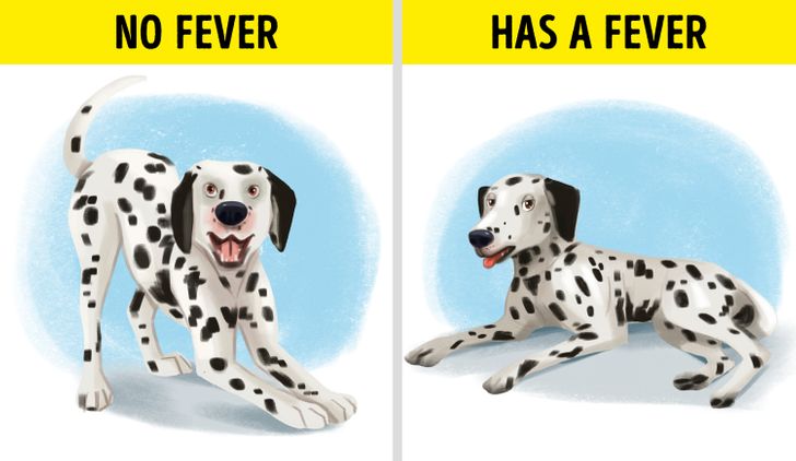 What do you do when your dog has a fever Signs Of Illness In Dogs