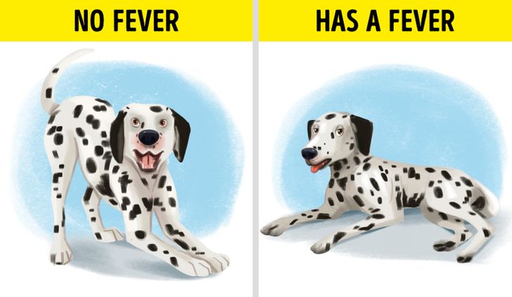 Does My Dog Have a Fever? How To Tell and What To Do