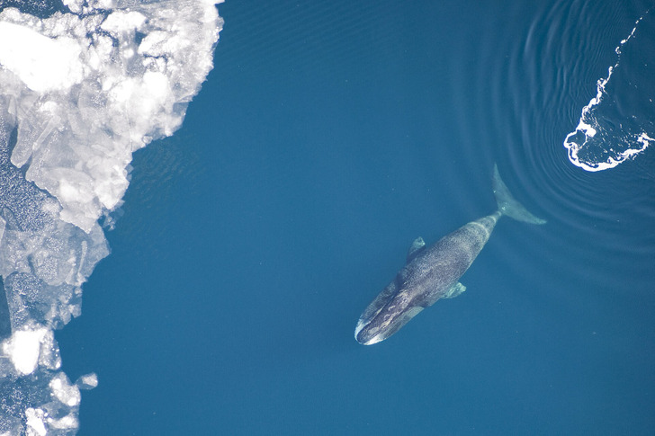 A bowhead whale among Arctic ice, 2011