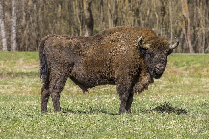 A European bison bull in Białowieża Forest, Poland
