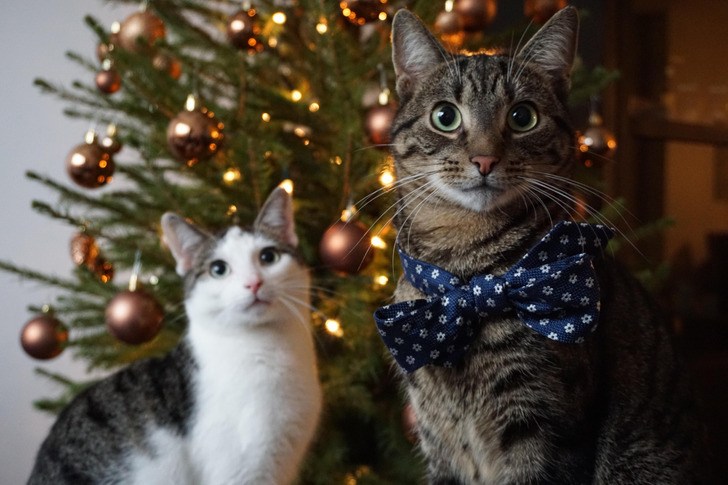 Two Cats, 40 Attempts and the Trick That Finally Worked: Picture Time at Nap Time