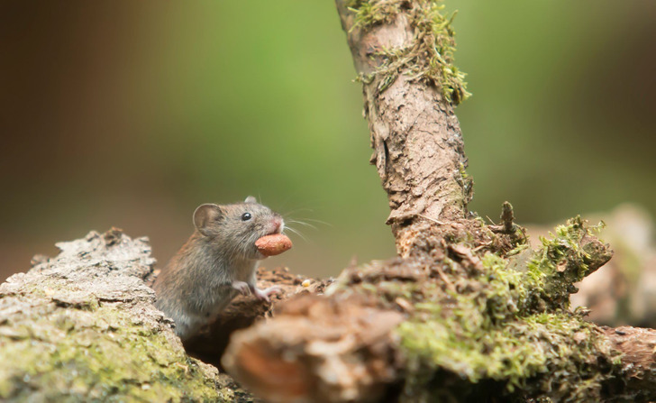 In France, the Little Mouse Takes the Teeth