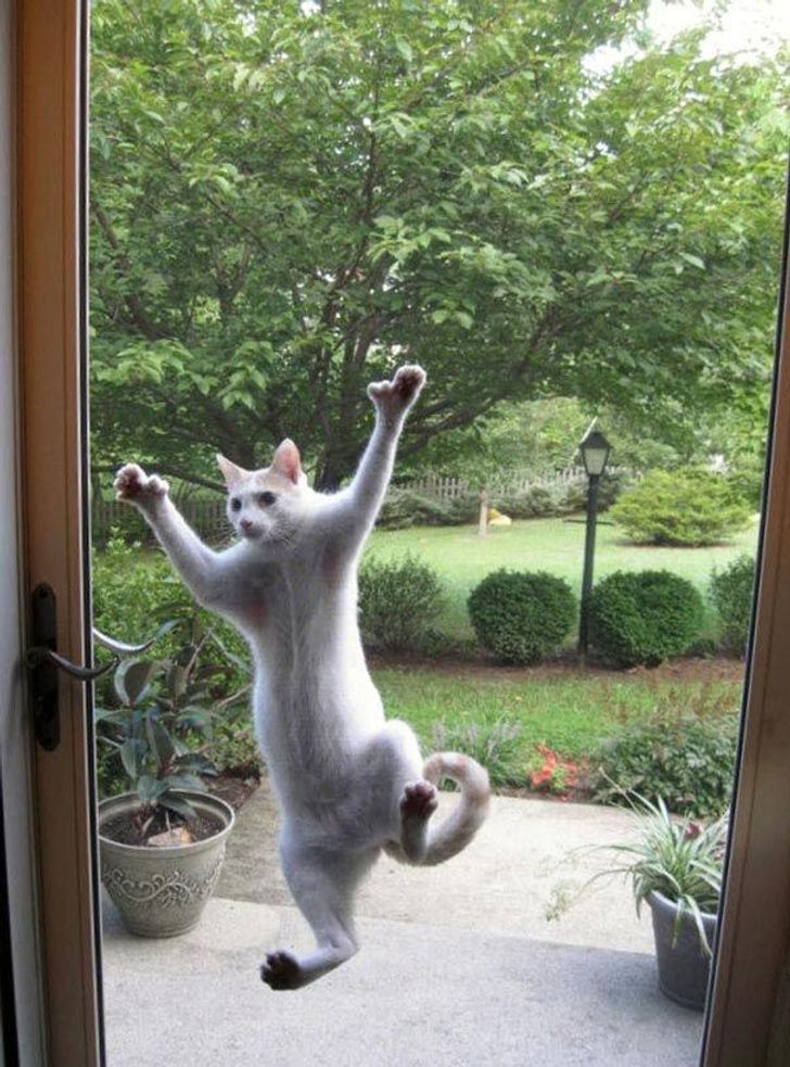 25 animals who are really, really eager to come inside