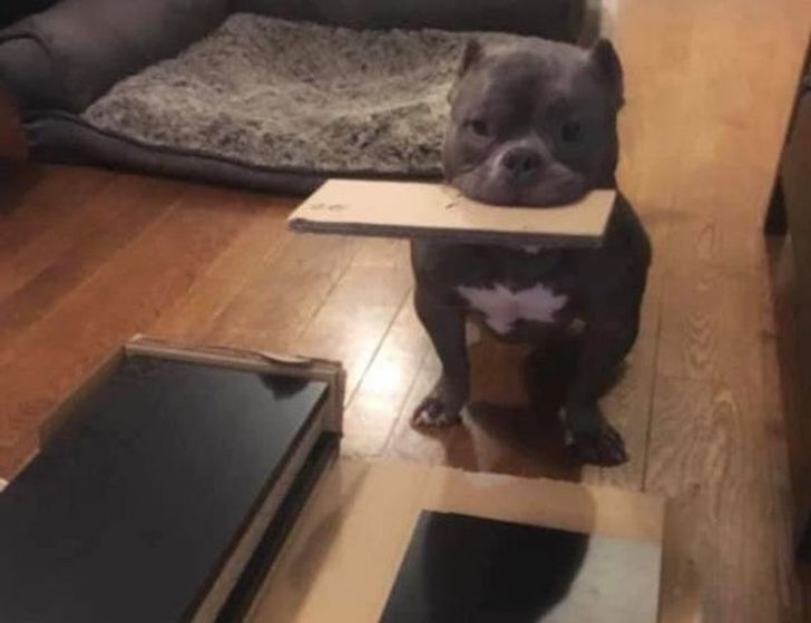 15 Pets That Would Absolutely Crush It in a “Good Boy” Competition