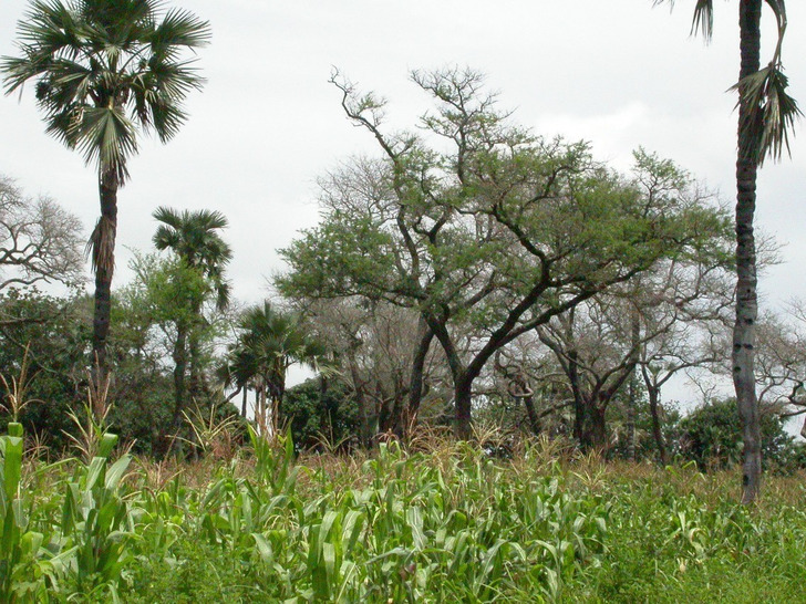 Trees growing among crop fields in Burkina Faso, next door to Niger, where farmers use the same method