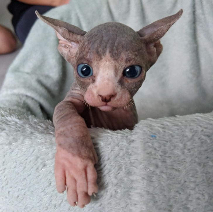 20+ Sphynx Babies That Can Charm Even 